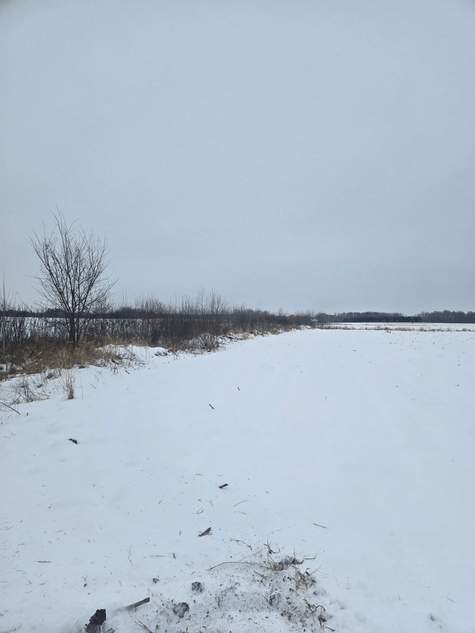 land clearing marshfield